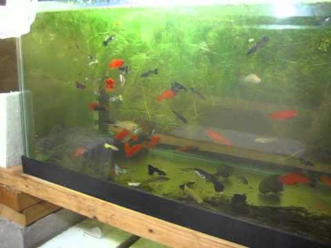 livebearer aquarium fish best