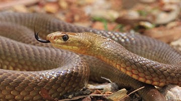 Australian Aboriginal Culture - Learn about the didgeridoo