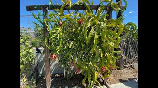 How to build Dragon Fruit trellis with Tomato Cages