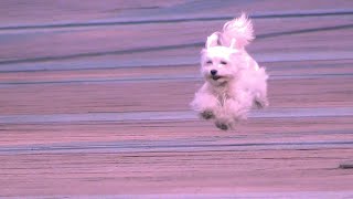 Download Lagu mi-ni-Gs MP3