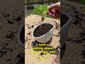 Replanting My Mint from a Cutting