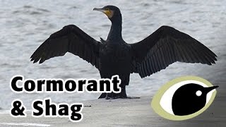 BTO Bird ID - Cormorant and Shag