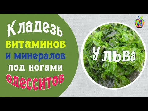 Как насытить организм минералами и витаминами бесплатно? Водоросль Ульва Черного моря!