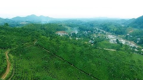 Nâng cao giá trị và thương hiệu chè Thái Nguyên