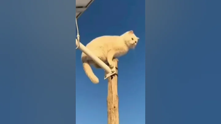 Watch the video about Funniest Dogs And Cats Videos Ever 🤣 #pets #animals #best #hillarious #laugh #funny 🤣😃🙃