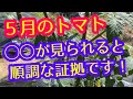 【トマト】安心して下さい。5月にコレが見られたら、順調に育っている証拠です。