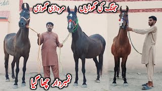 Top Class Ghori For Sale | Beautiful Horses | Horse For Sale In Pakistan