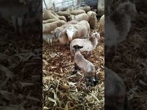 اغنام من جبال الباي باسكو اسبانيا