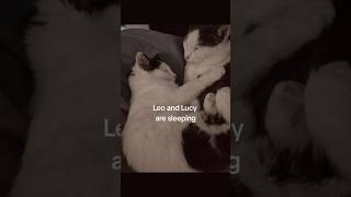 Leo and Lucy are sleeping