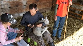 Ear tagging, tail docking, and castrating the sheep/lambs (our first time ever!)