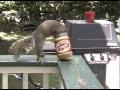 A Day in the Life of a Frustrated Squirrel