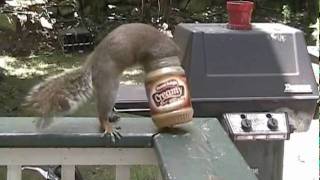 A Day in the Life of a Frustrated Squirrel