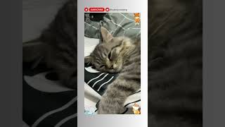 4 Ciri-Ciri Kucing sedang Sakit #kucing #cat #cats #sakit #youtubeshorts #shorts #shortvideo