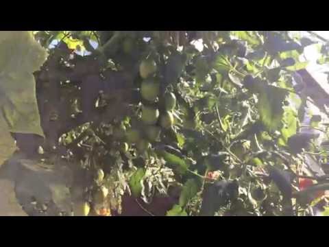 Video: Fusarium Wiltiga tomatitaimed – tomatite fusarium-närbumise ravi