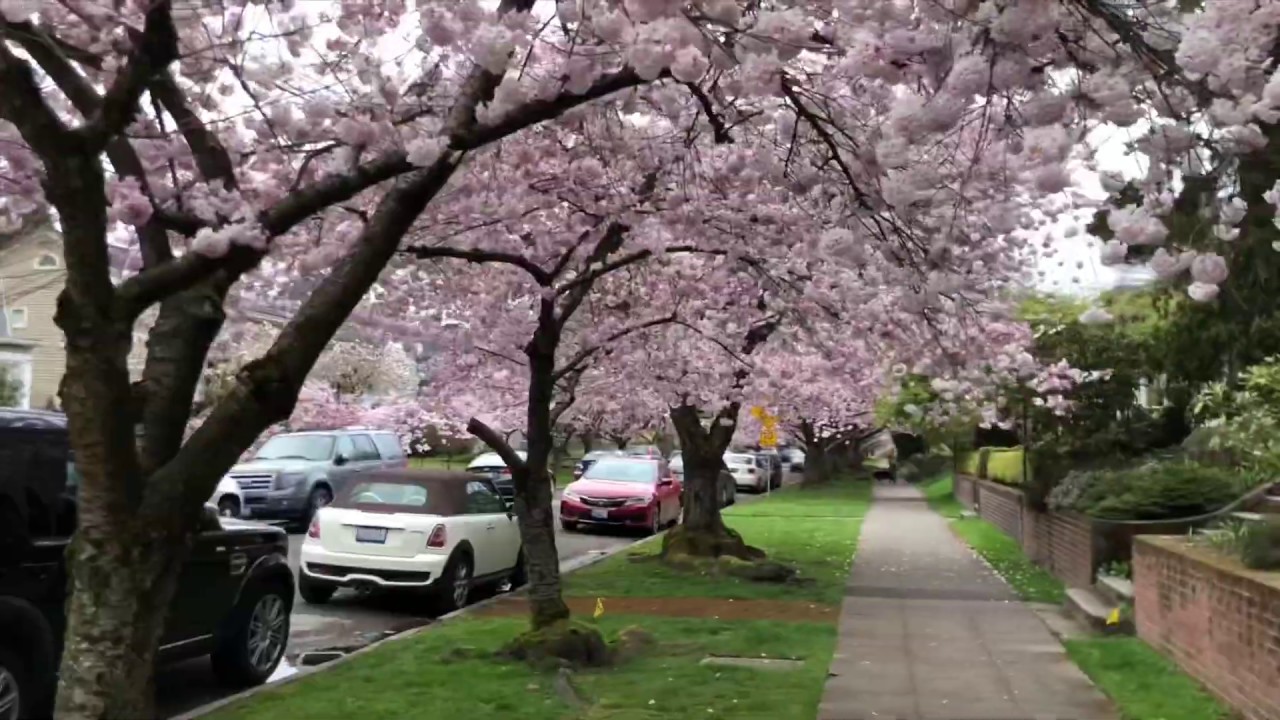 Spring in Seattle - YouTube