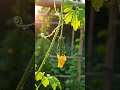Bitter Gourd Flower to Fruit