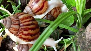 Rare Albino Giant Snail Found In My Backyard Natures White Wonder