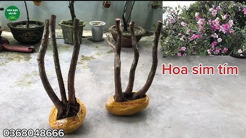 Hoa sim rừng dáng tam đa phúc lộc thọ