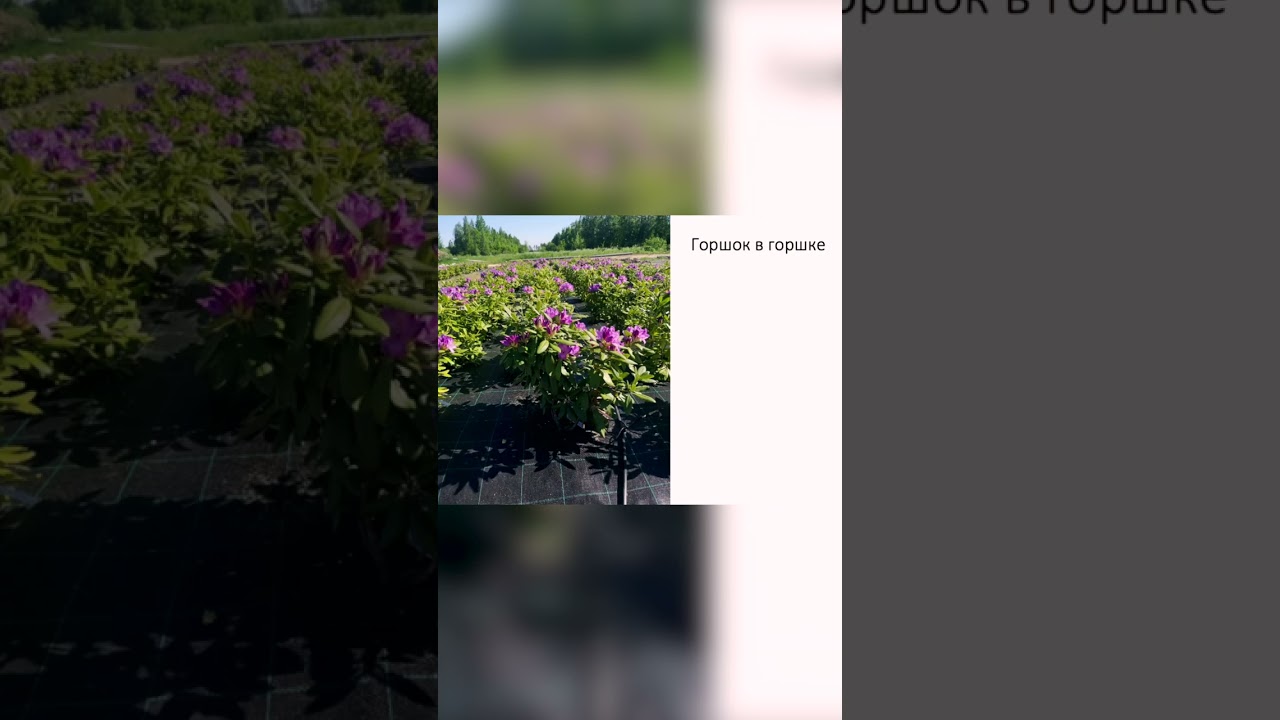 Технология pot-in-pot – что это?