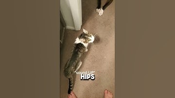 5 Warning Signs Your Cat Might Be Dying