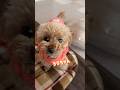 名前を呼ばれると嬉しくなっちゃう元保護犬 #shorts
