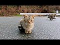 頭を撫でると飛び上がって喜ぶ子猫が可愛過ぎる Tiny cat that stood up with joint when touched his head is so cute.