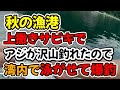 秋の漁港、上撒きサビキ釣りでアジが沢山釣れたので青物を狙って湾内で泳がせて爆釣（湾内泳がせ釣り）