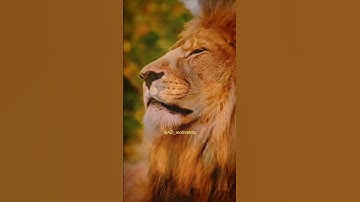 "Be the one👍🏻"~lion attitude whatsapp status #motivation#inspiration#youtubeshorts#shorts#lion#viral