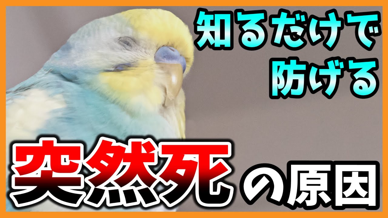 インコ突然死の原因 絶対に家にある で急死の危険 防ぐために絶対に見て コザクラインコ セキセイインコ Budgerigar Youtube