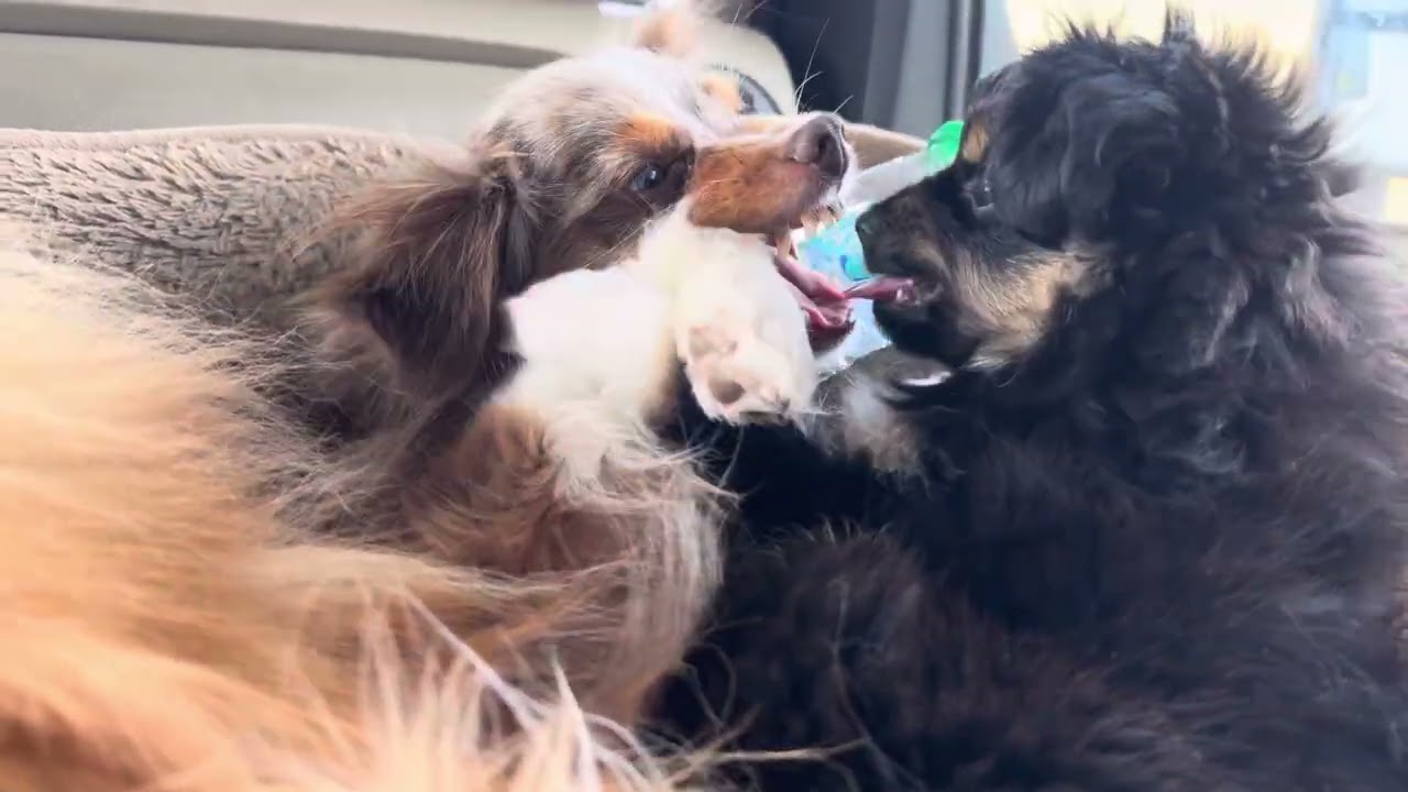 Play Fighting Anyone?