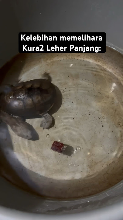 Kelebihan memelihara Kura-Kura Leher Panjang (Roti Island Snake Neck Turtl). #kurakura #turtle