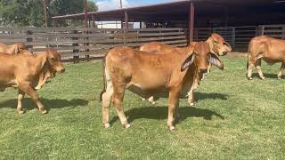 BTC Red Heifer-Group 2