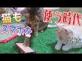うちの猫たちがスマホ中毒になってしまいました…
