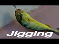 #fishing tutorial Beginners Guide To Jigging @stevesshowreel.