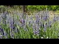 Nature's Ballet! 🐝💜 Witness Bees Dancing in Our Lavender Field | Mesmerizing &amp; Therapeutic!