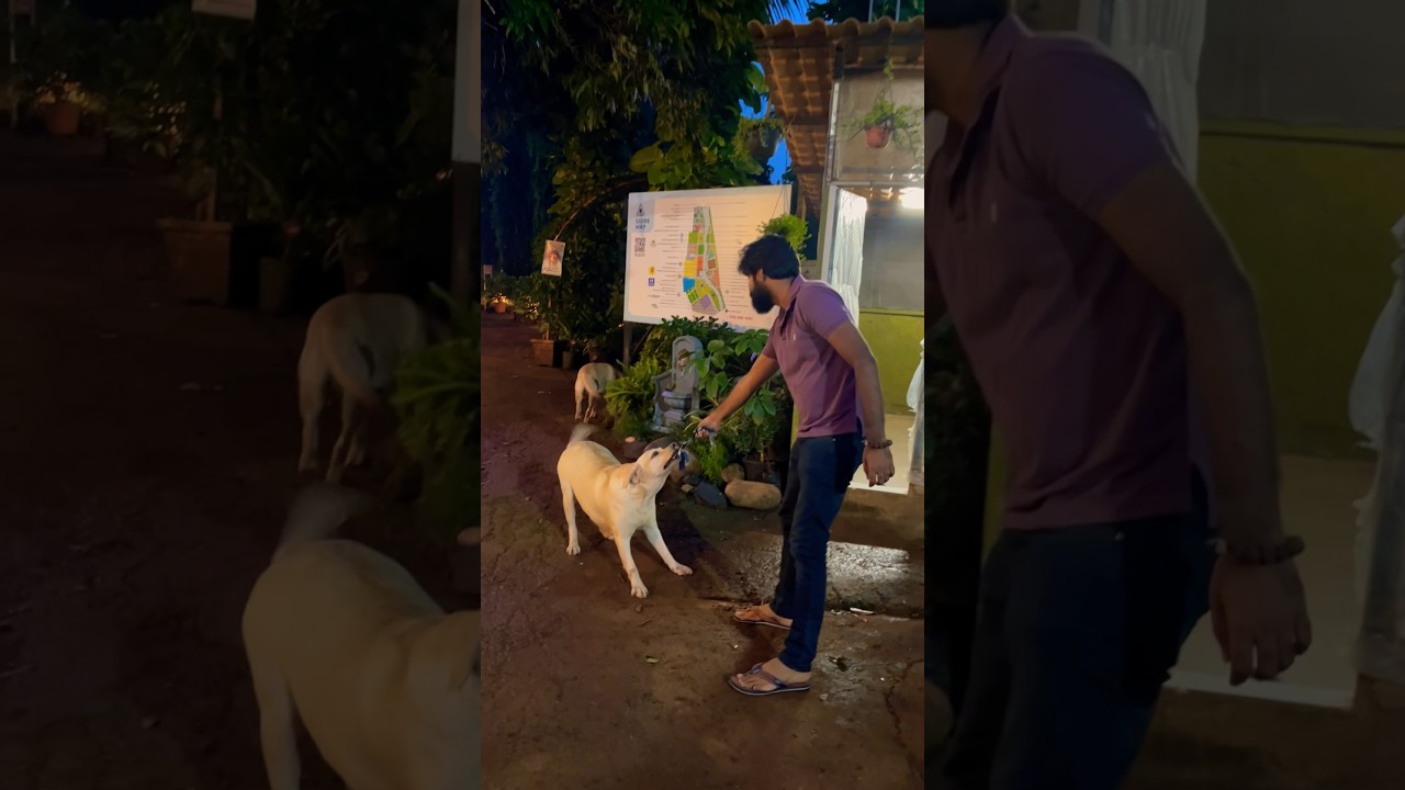 Video thumbnail: #love is a strong #emotion and who understands it better than #animals. #animallover #reels #shorts