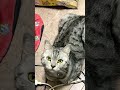 #cat #cute #shorts #shortvideo #保護猫