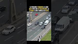 Le persone fermano le loro auto per fare attraversare la strada a una famiglia di oche ￼