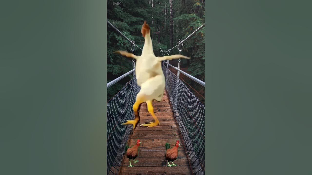 funny chicken dance ππ funny chicken song #shorts #chickendance funny chicken dance ππ funny chicken song #shorts #chickendance