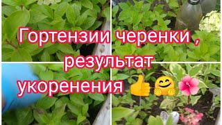 ГОРТЕНЗИИ МЕТЕЛЬЧАТЫЕ, РЕЗУЛЬТАТ УКОРЕНЕНИЯ ЧЕРЕНКОВ 👍🤗🌺