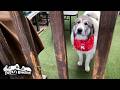 散歩道で小さな秋を見つけながら元気に歩くベルとリリーです　Great Pyrenees　グレートピレニーズ