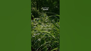 #سورة_مريم للقارئ عبدالرحمن مسعد #quran