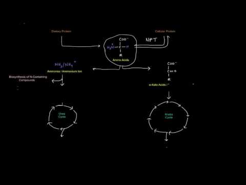 Protein / Amino Acid Metabolism (Part 1 of 8) - Intro