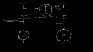 Protein / Amino Acid Metabolism (Part 1 of 8) - Intro
