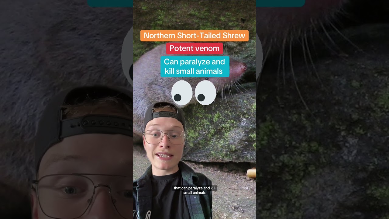 If venomous mammal, why friend shaped?😔 