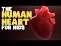 The human heart for kids  educational to learn all about how the heart works