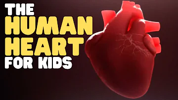 The Human Heart for Kids | Educational video to learn all about how the heart works