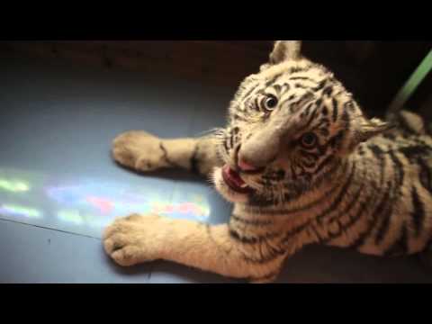 ყუთში ვეფხვია, მხოლოდ ფაქტები (Marketer.ge)