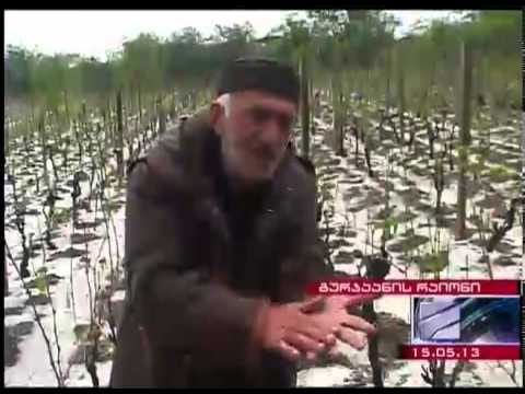 კახეთში სტიქიით დაზარალებულები: მთავრობას მარტო არჩევნების დროს ვახსენდებით\"