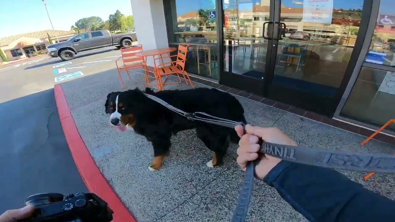 Morning dog walk with Cabo